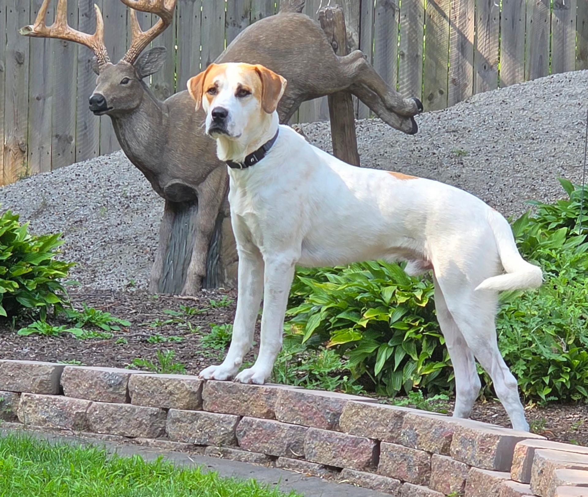 Enlarge Trapper, a ADOPTABLE mixed breed in Lisbon, IA image 5/6