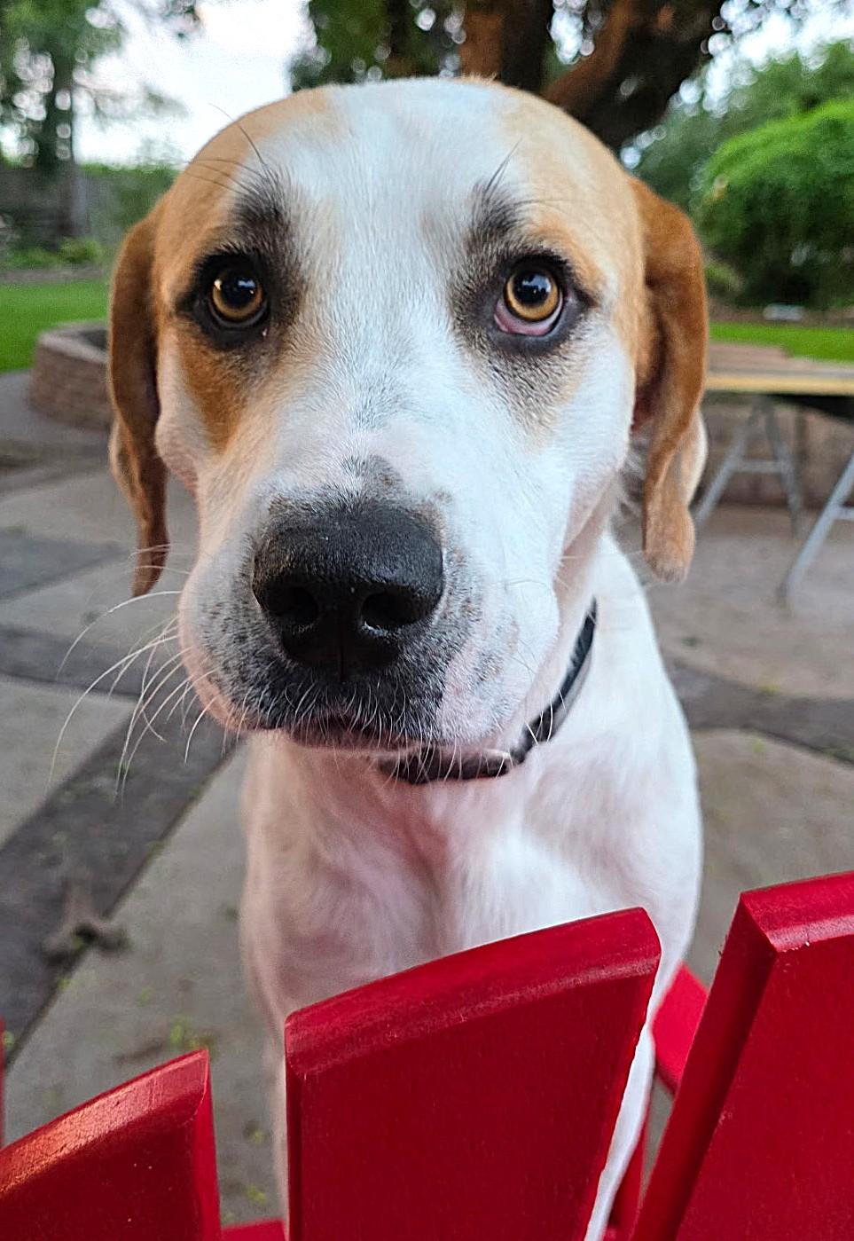 Enlarge Trapper, a ADOPTABLE mixed breed in Lisbon, IA image 6/6