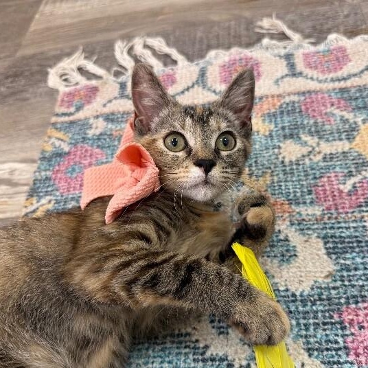 Bambi Boo — thumbnail 2