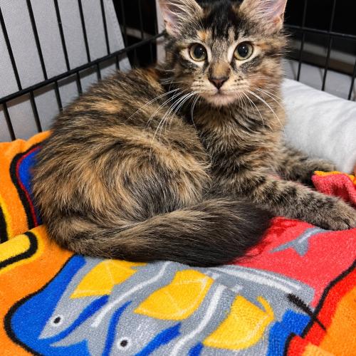 Spice, Adoptable, Kitten Female Domestic Medium Hair.
