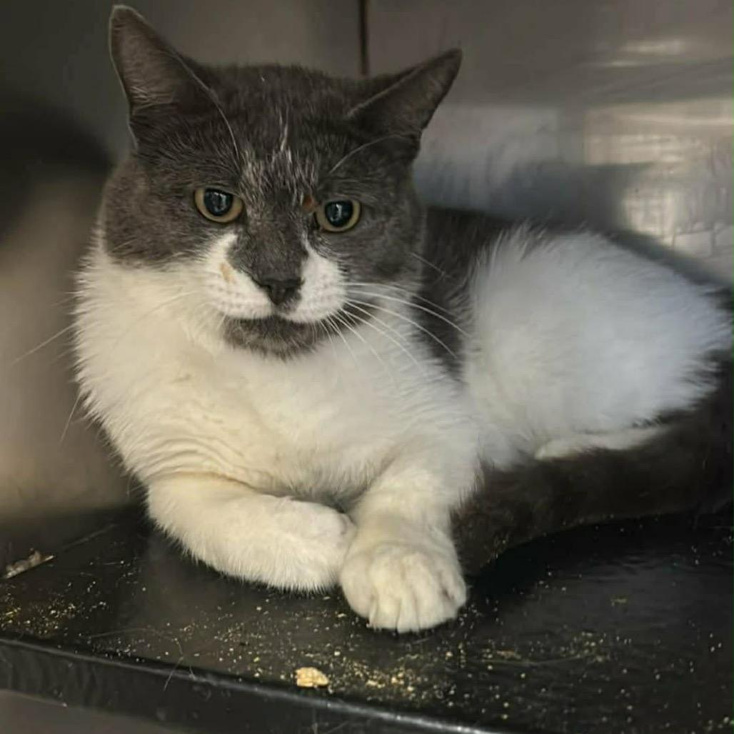 Meatball, Adoptable, Young Male Domestic Short Hair.