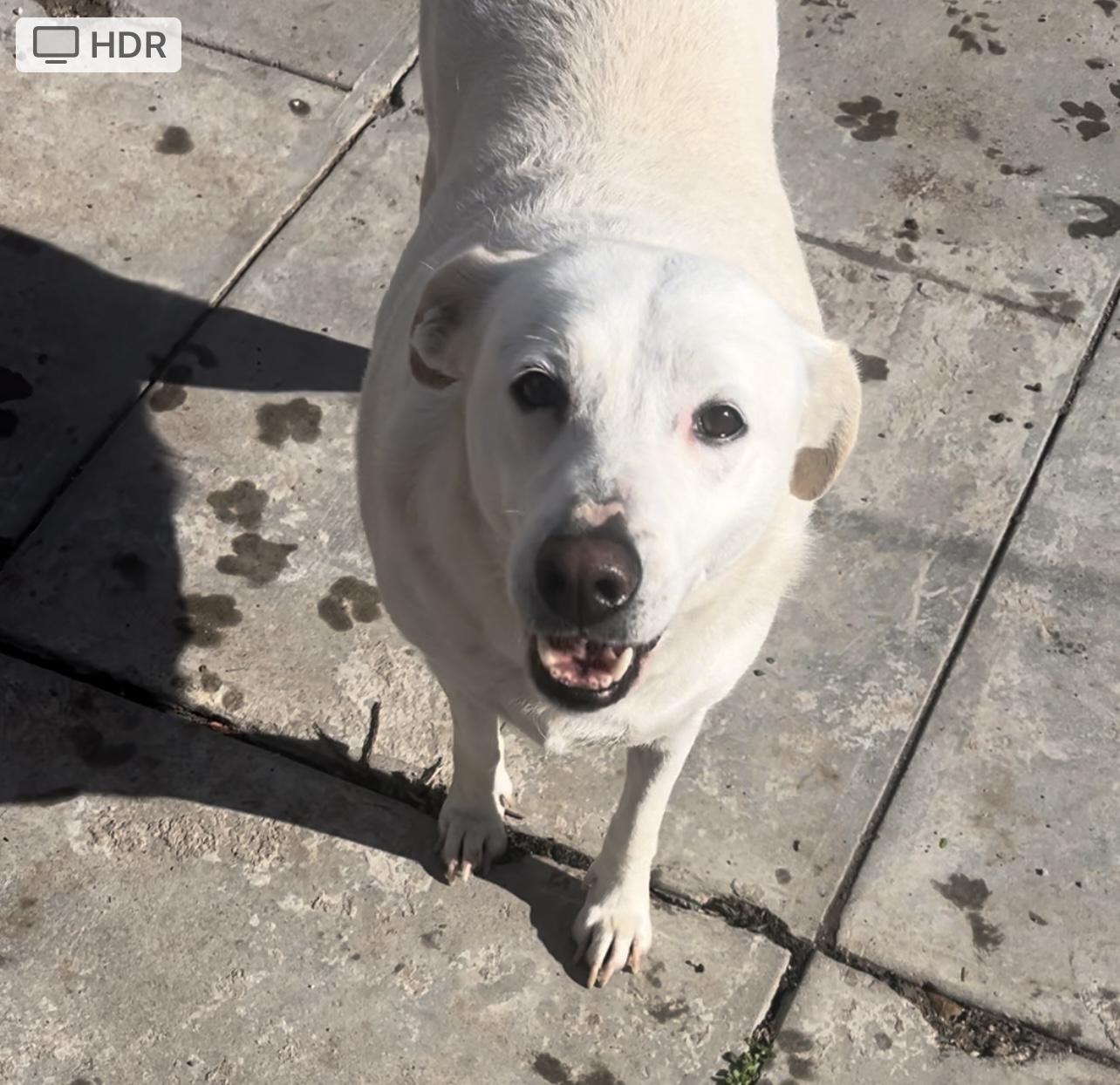 Trixie, Adoptable, Young Female Labrador Retriever & Mixed Breed.