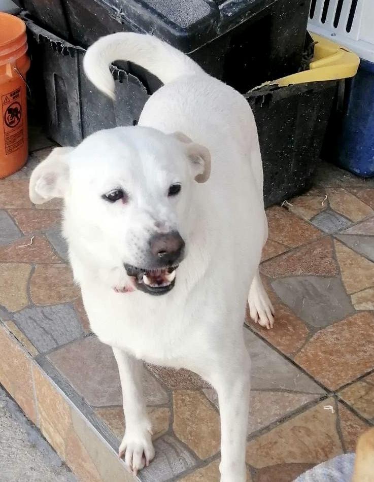 Enlarge Trixie, a Adoptable mixed breed in Playa Encantada, BCN image 1/1