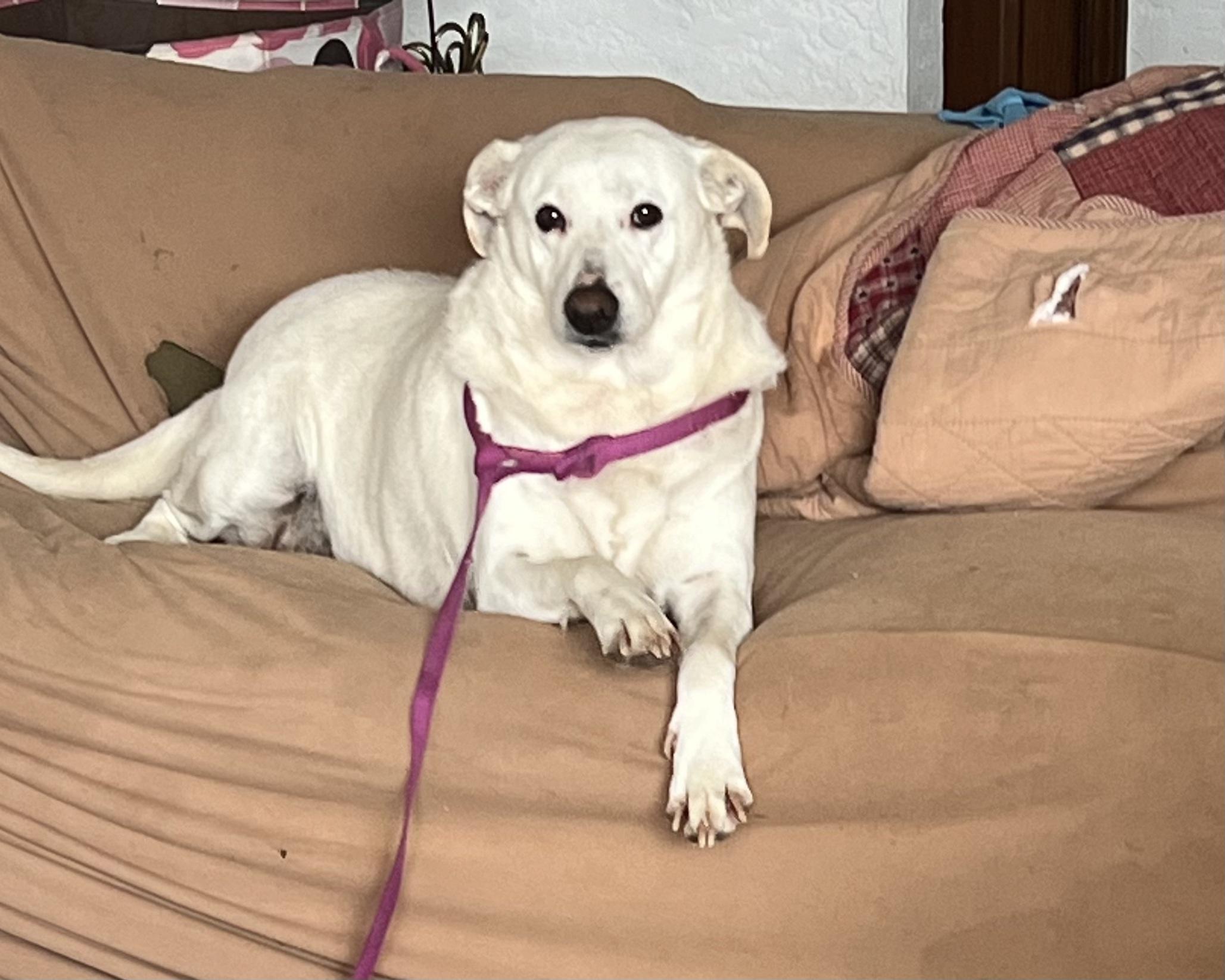 Trixie, a Adoptable mixed breed in Playa Encantada, BCN image 2/3