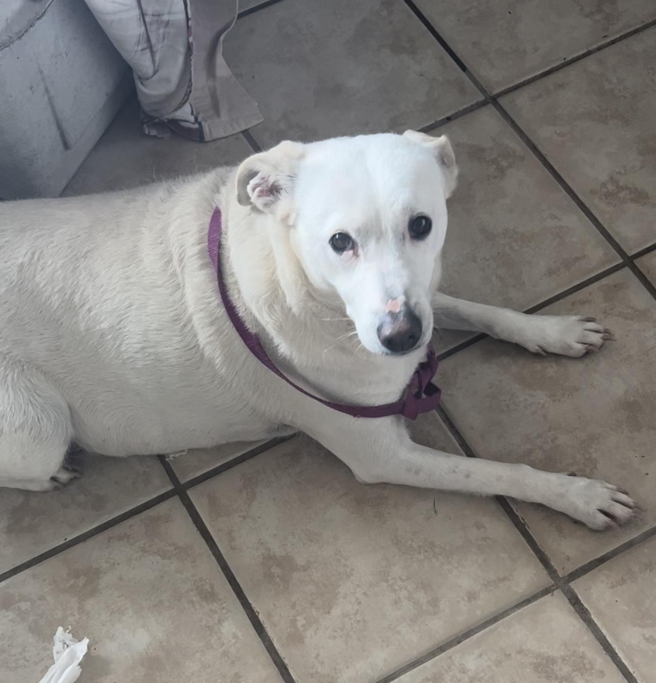 Trixie, a Adoptable mixed breed in Playa Encantada, BCN image 3/3