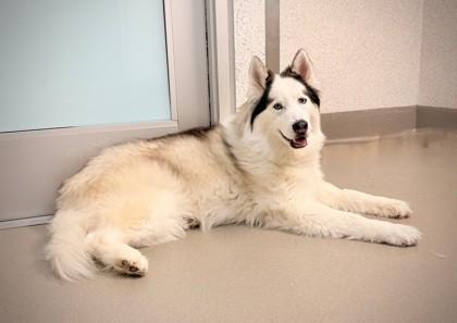 Enlarge Maya, a Adoptable mixed breed in Roseville, CA image 1/3