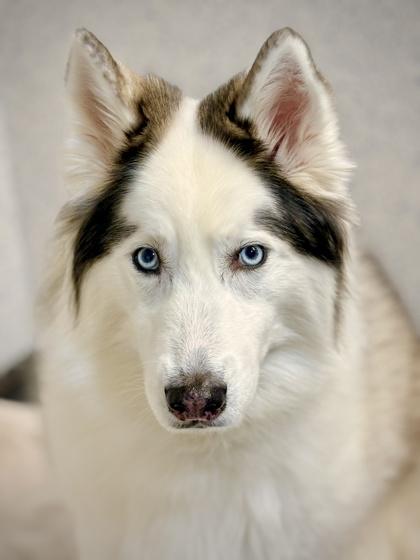 Enlarge Maya, a Adoptable mixed breed in Roseville, CA image 2/3