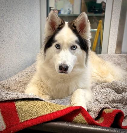 Enlarge Maya, a Adoptable mixed breed in Roseville, CA image 3/3