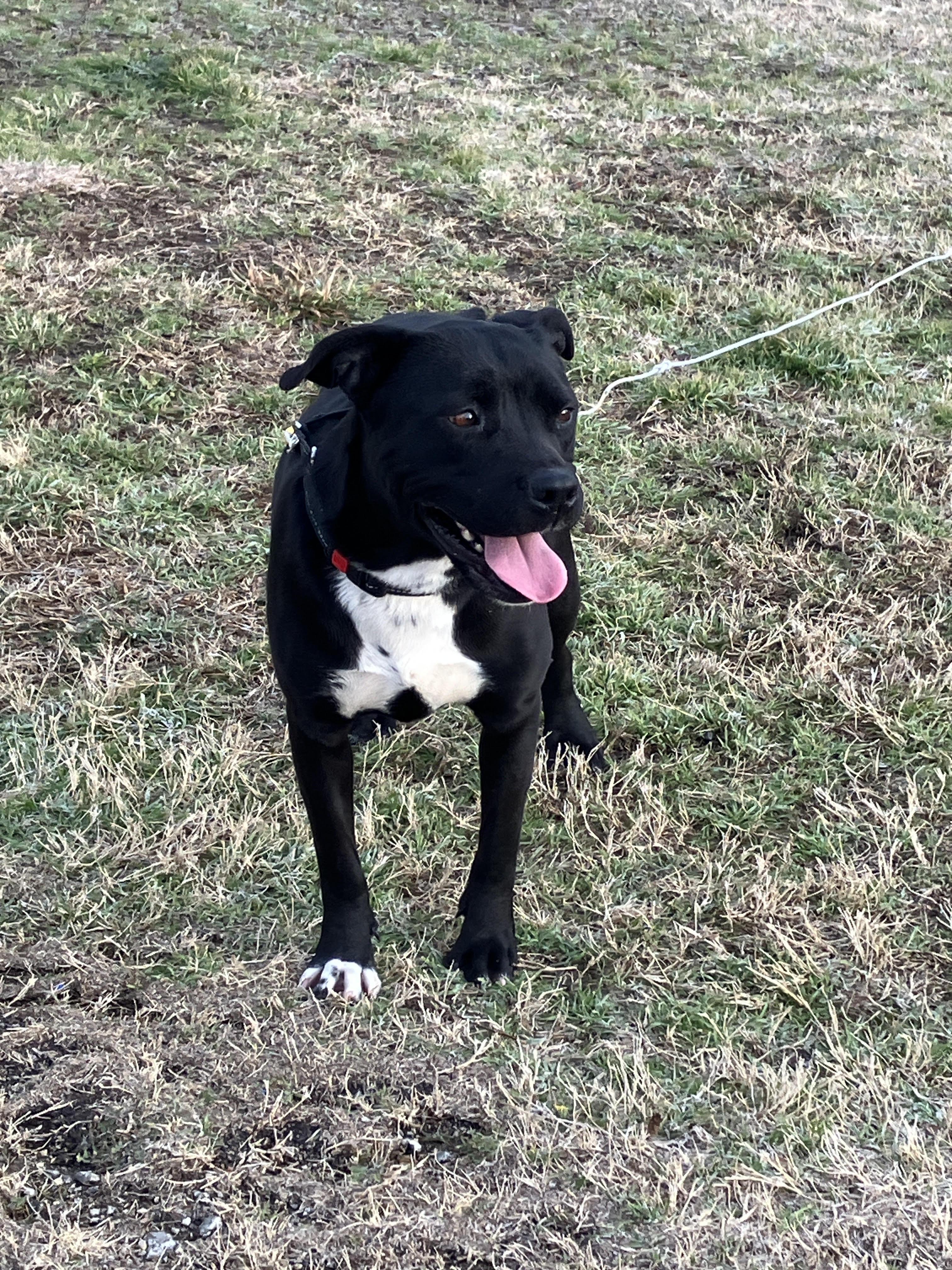 Dorothy-Delightful Dame, Adoptable, Young Female Black Labrador Retriever & Border Collie.