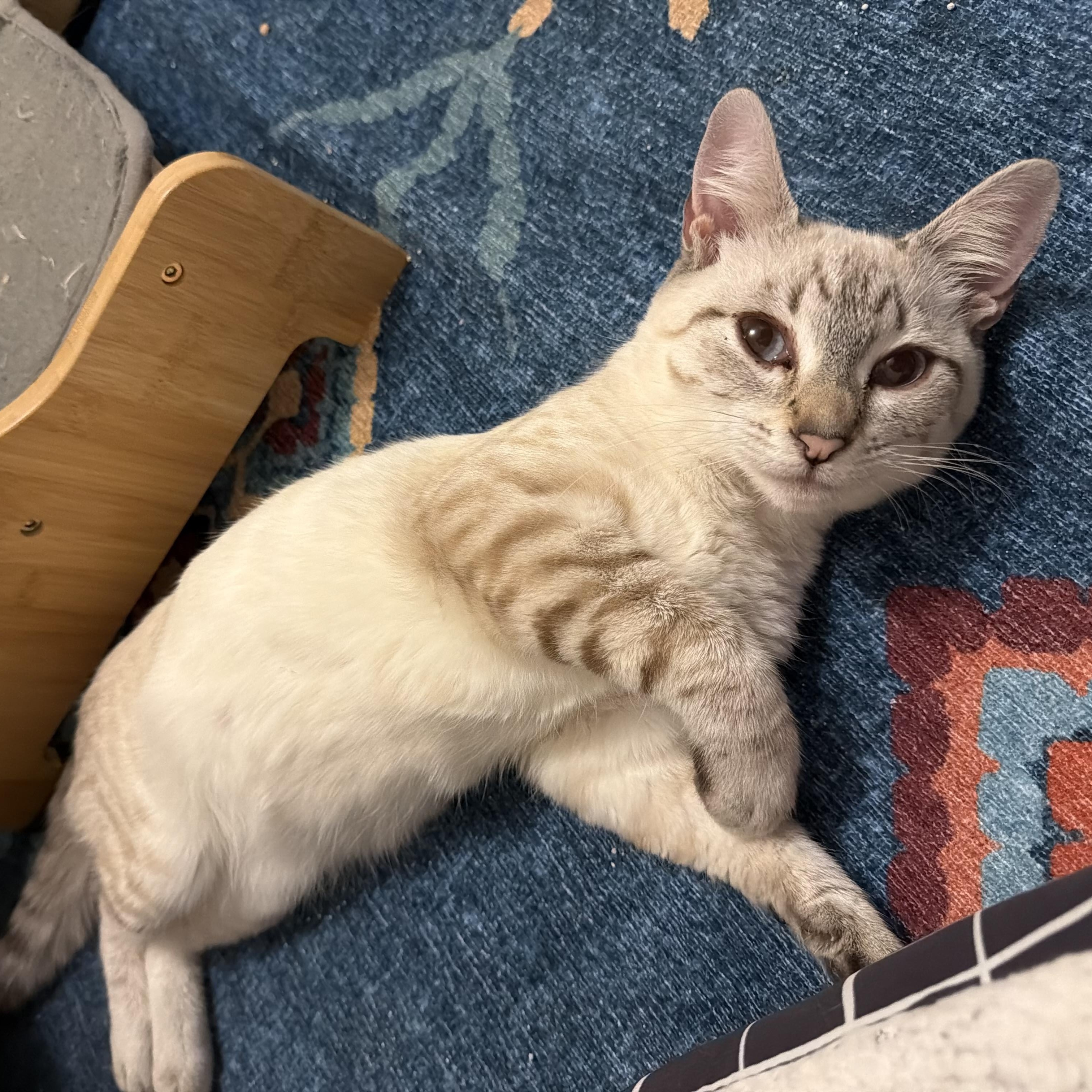 Enlarge Angel- no new applications pls, an adopted mixed breed in Portland, OR image 1/3