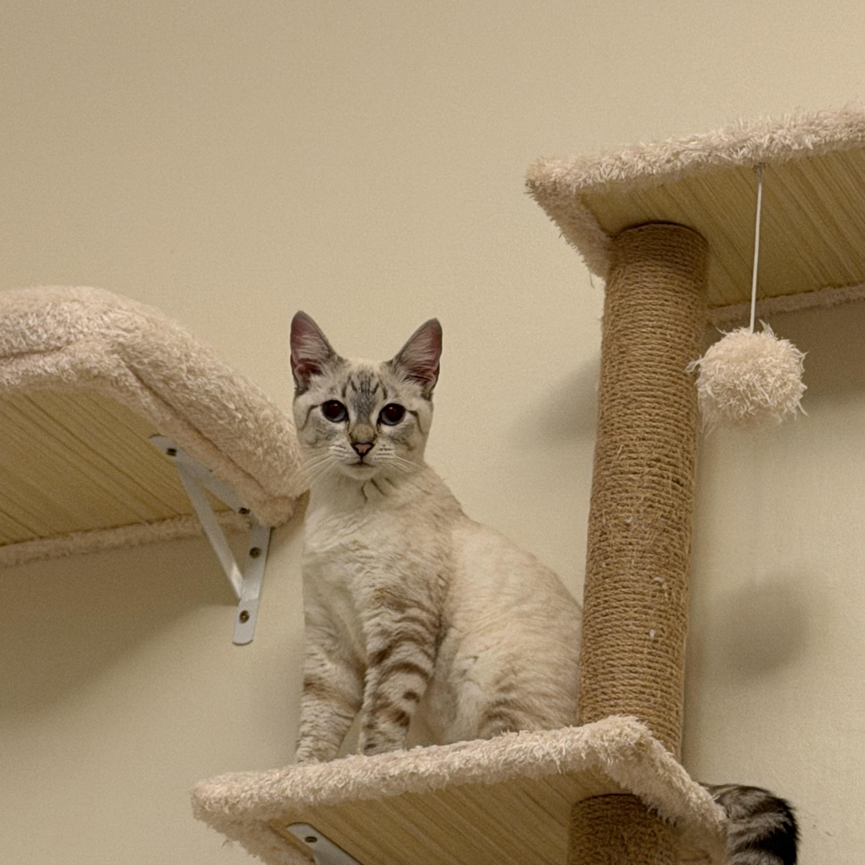 Enlarge Angel- no new applications pls, an adopted mixed breed in Portland, OR image 3/3