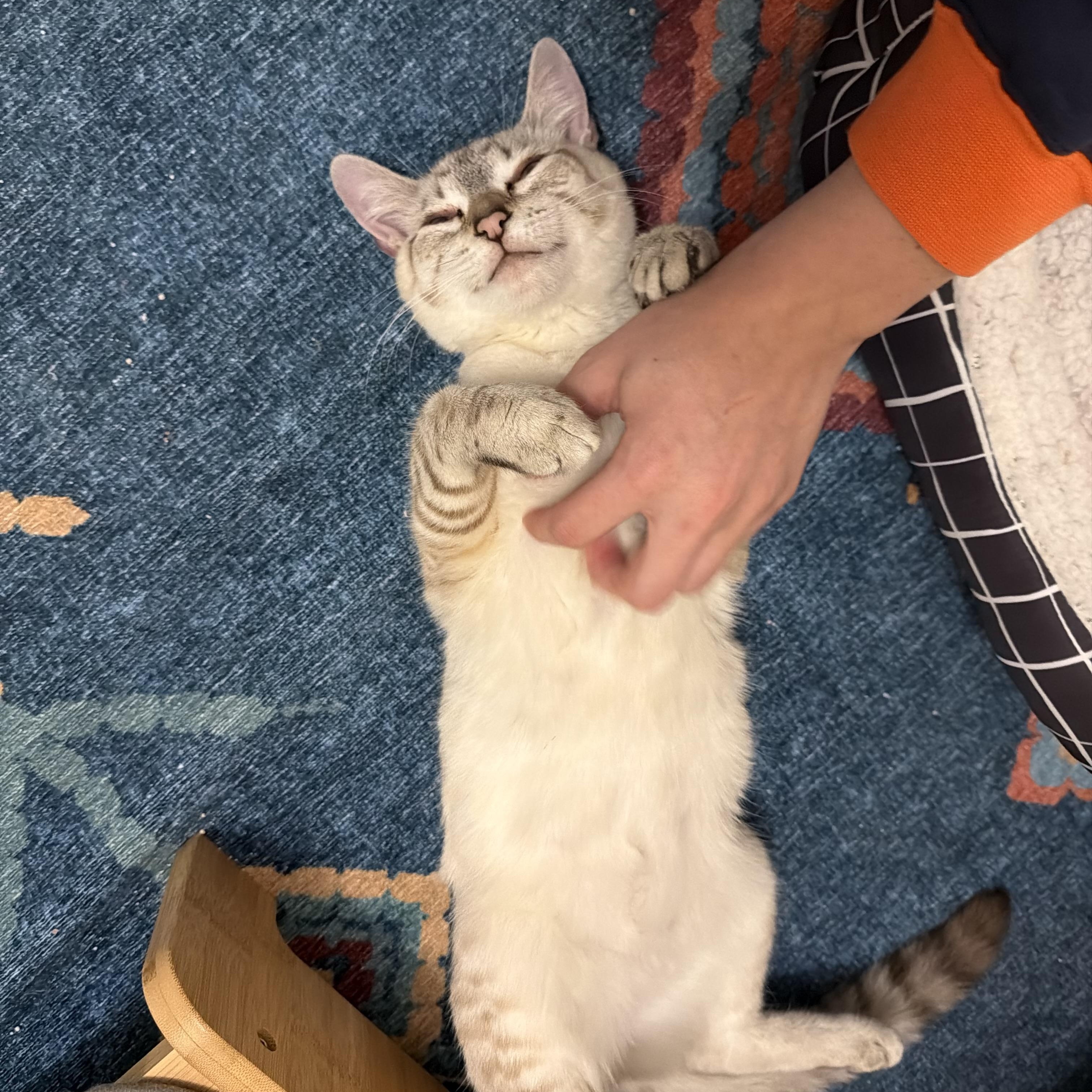 Enlarge Angel- no new applications pls, an adopted mixed breed in Portland, OR image 2/3