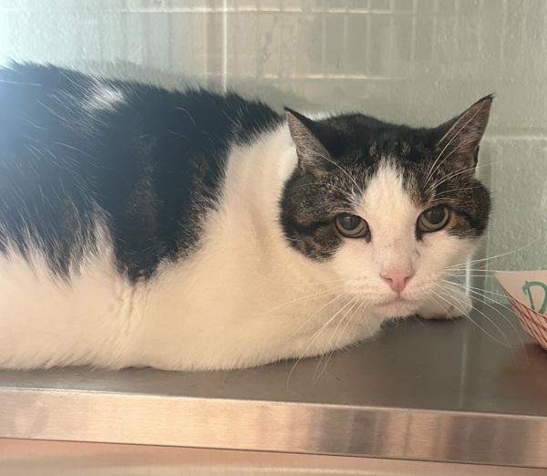 Damien, Adoptable, Senior Male Domestic Short Hair.