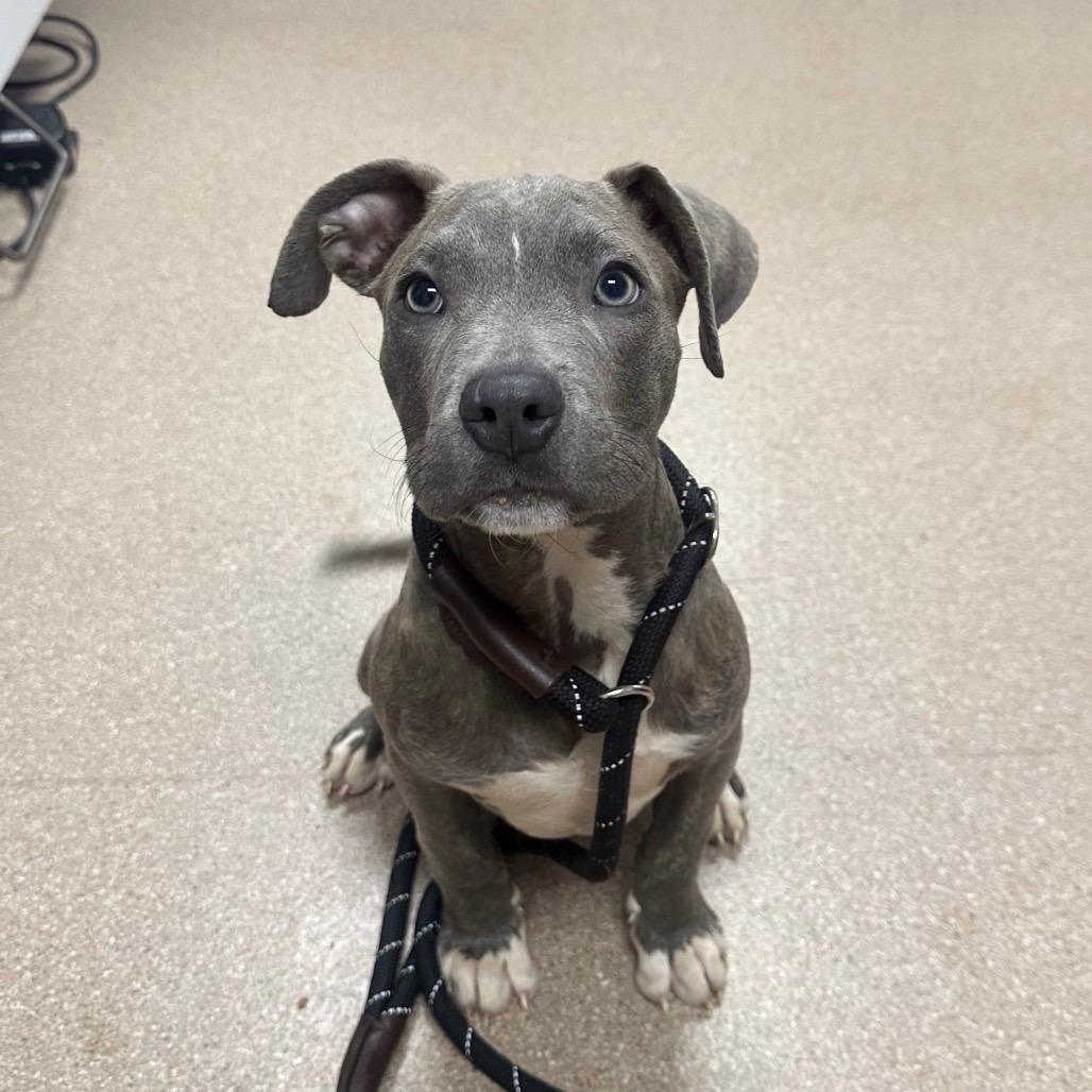 Enlarge Jack, a ADOPTABLE mixed breed in Copiague, NY image 2/3