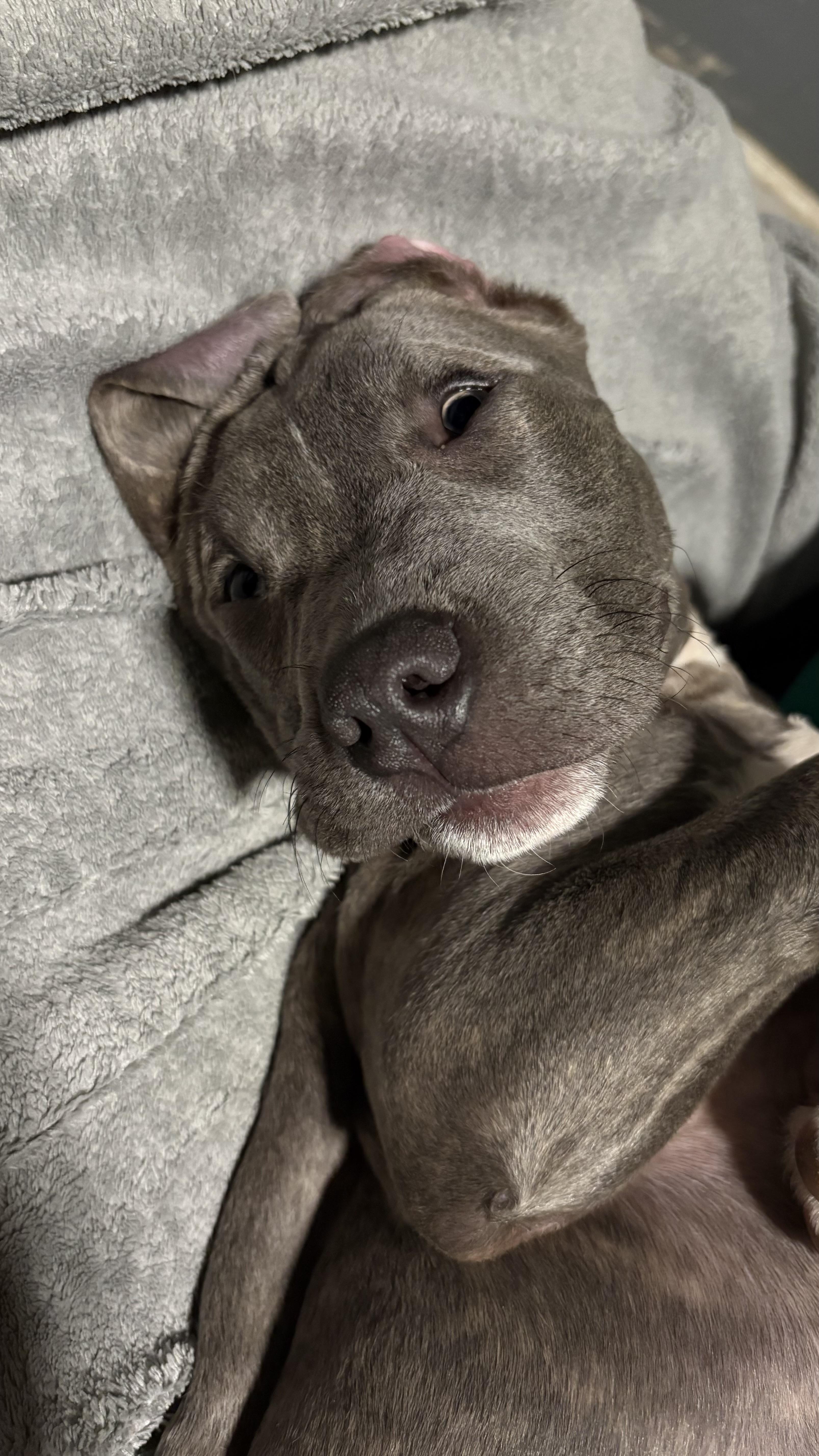 Enlarge Jack, a ADOPTABLE mixed breed in Copiague, NY image 3/3