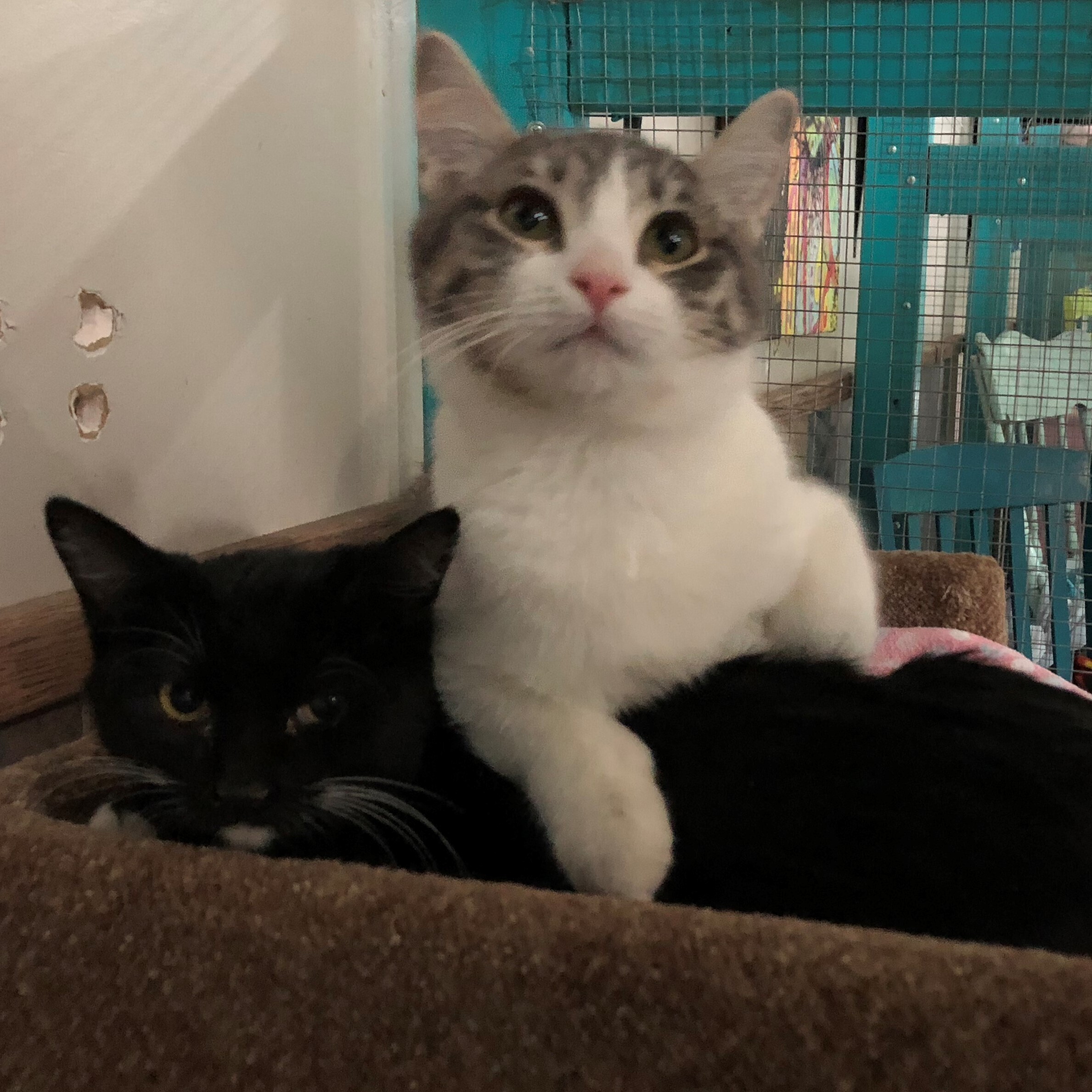 Mirage, a Adoptable Domestic Short Hair in St. George, UT image 1/12