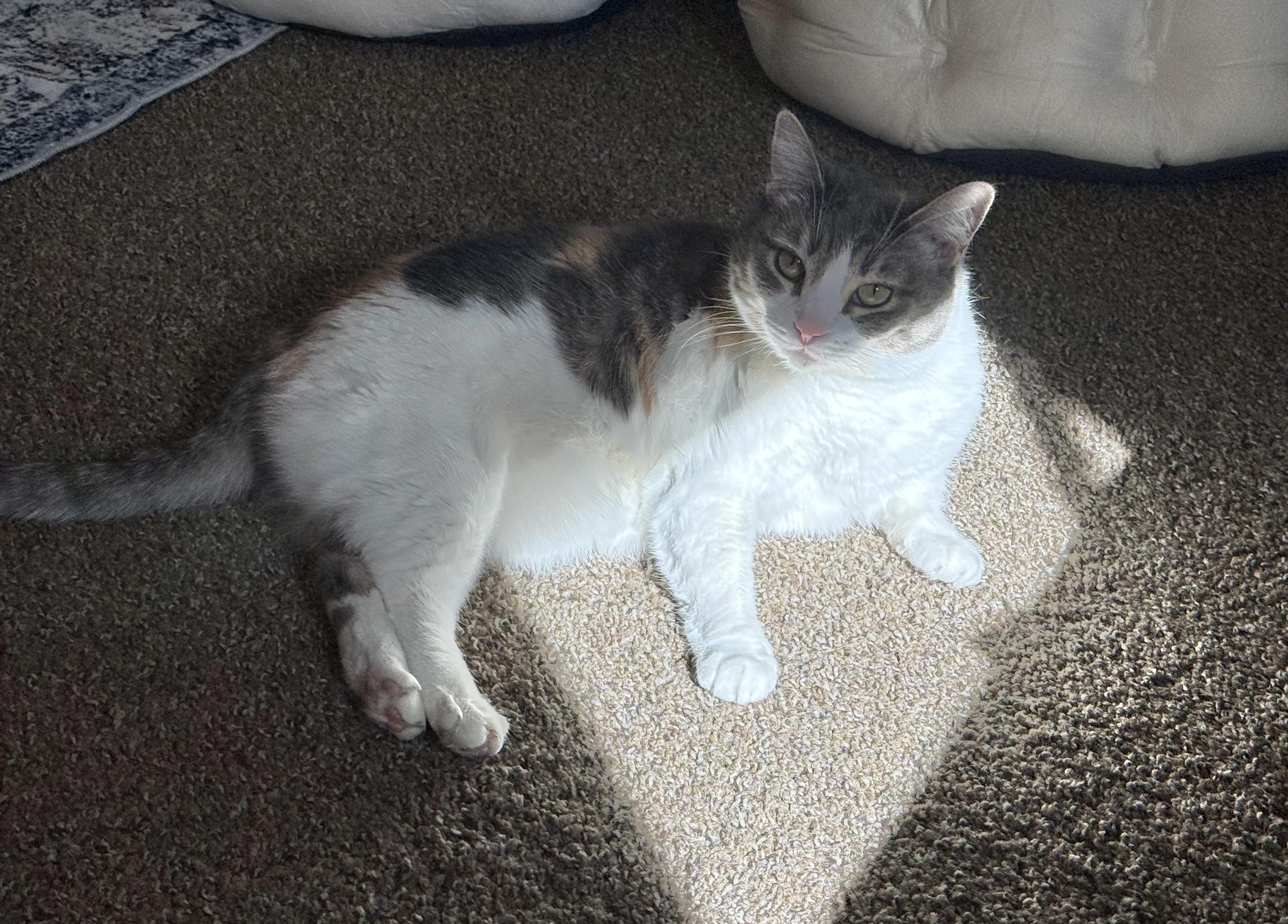 Enlarge Mirage, a Adoptable Domestic Short Hair in St. George, UT image 2/6