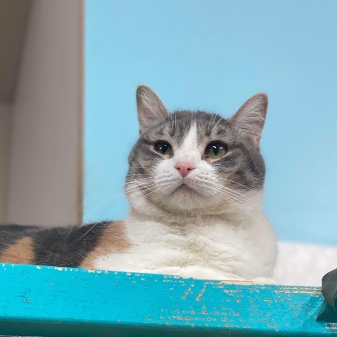 Mirage, a Adoptable Domestic Short Hair in St. George, UT image 2/12