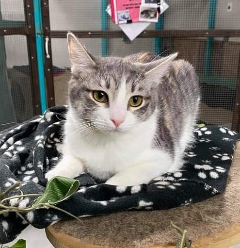 Mirage, a Adoptable Domestic Short Hair in St. George, UT image 3/12