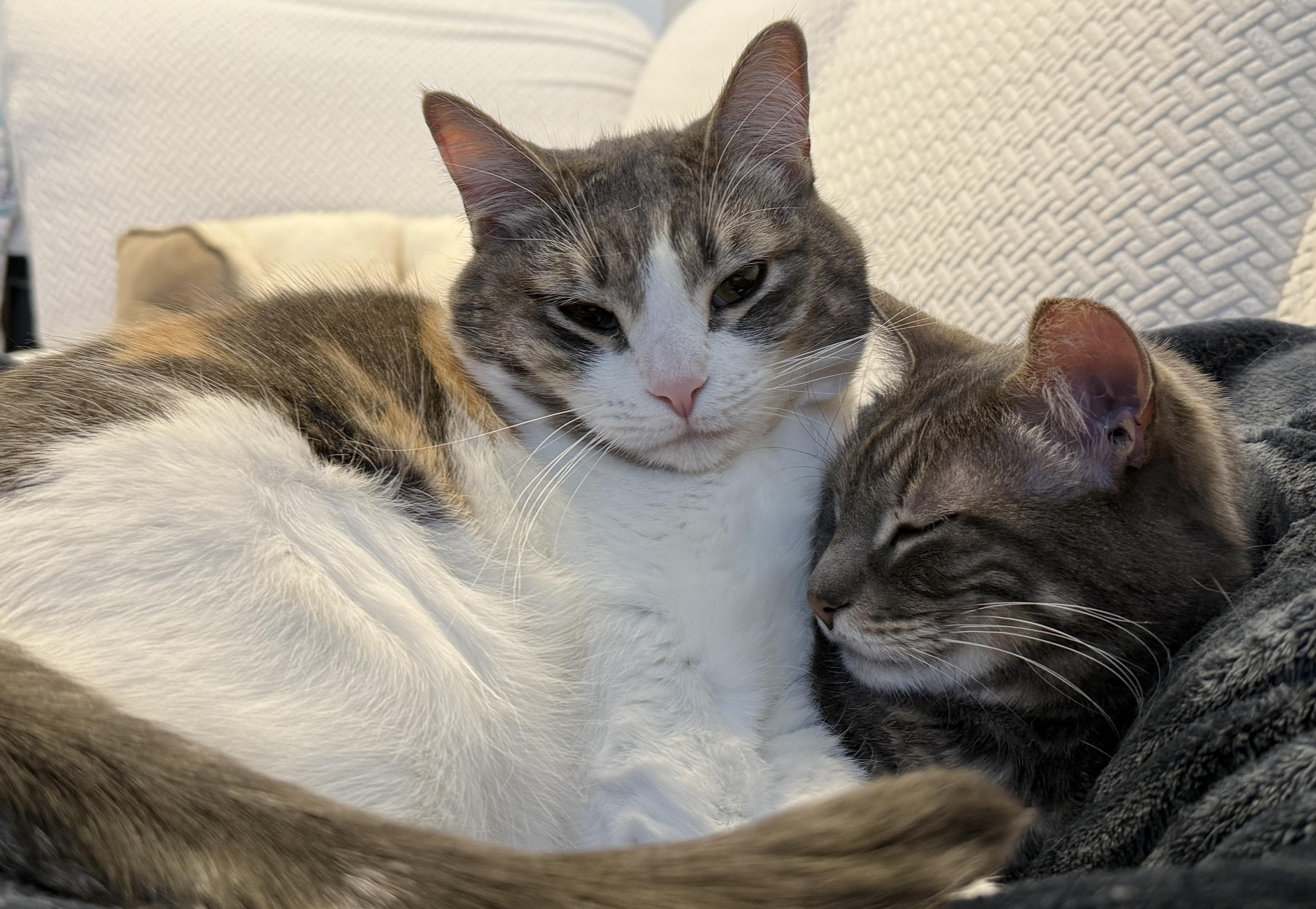 Mirage, Adoptable, Adult Female Domestic Short Hair.