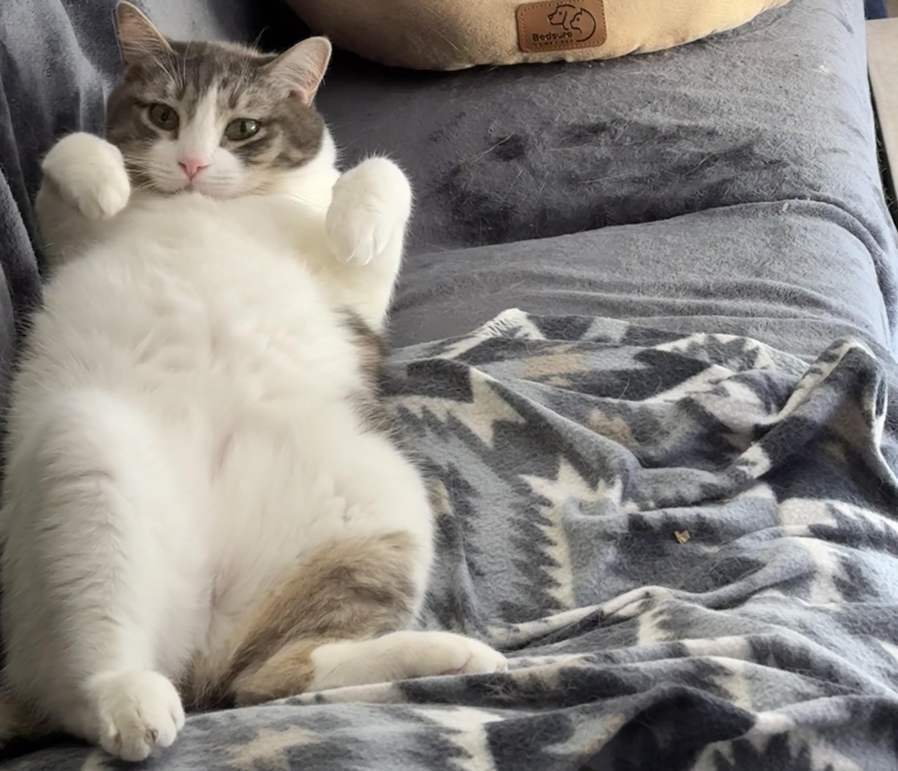 Enlarge Mirage, a Adoptable Domestic Short Hair in St. George, UT image 4/6