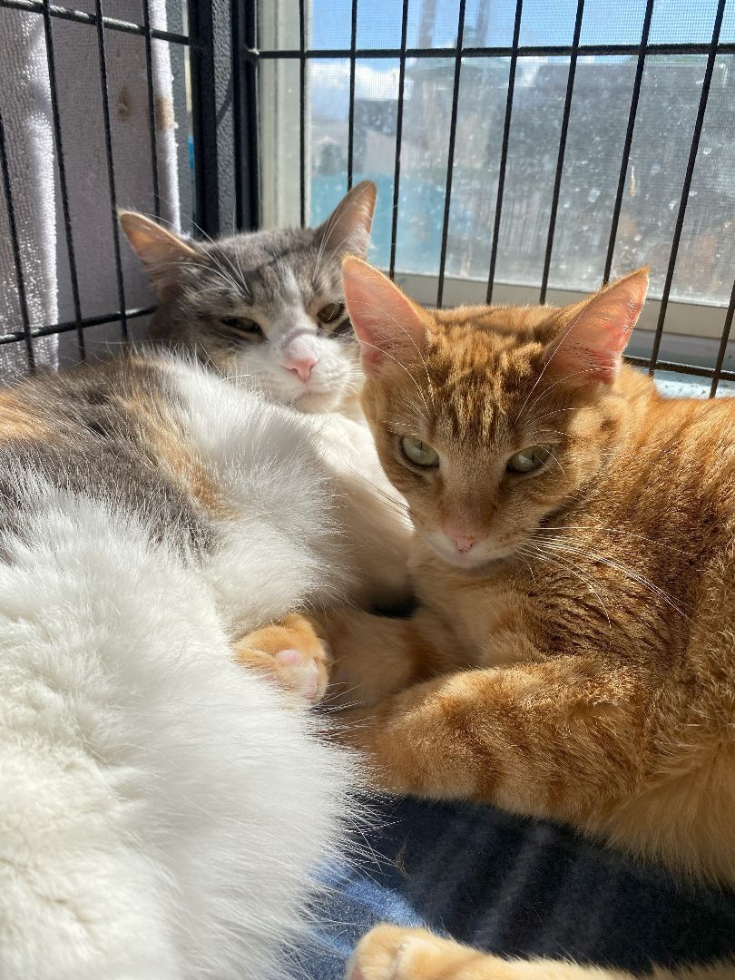 Mirage, a Adoptable Domestic Short Hair in St. George, UT image 4/12