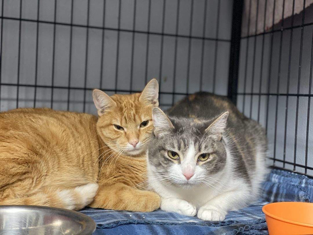 Mirage, a Adoptable Domestic Short Hair in St. George, UT image 5/12