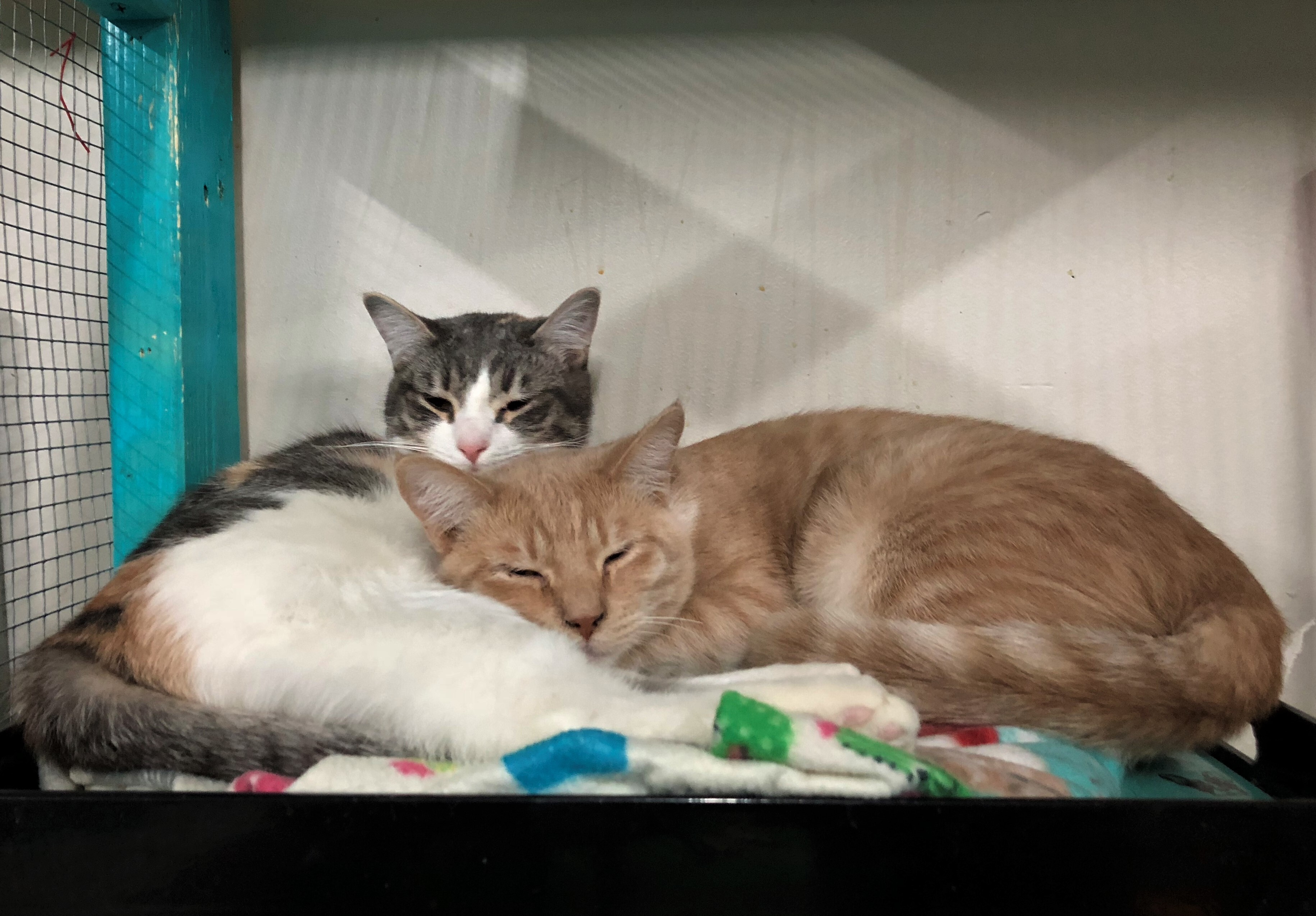 Mirage, a Adoptable Domestic Short Hair in St. George, UT image 6/12