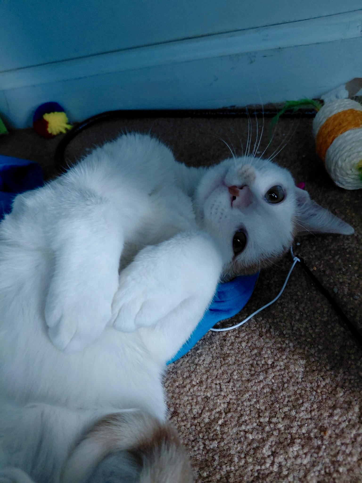 Enlarge Pistachio - ADOPTION PENDING, a Adopted Domestic Short Hair in Cincinnati, OH image 4/5