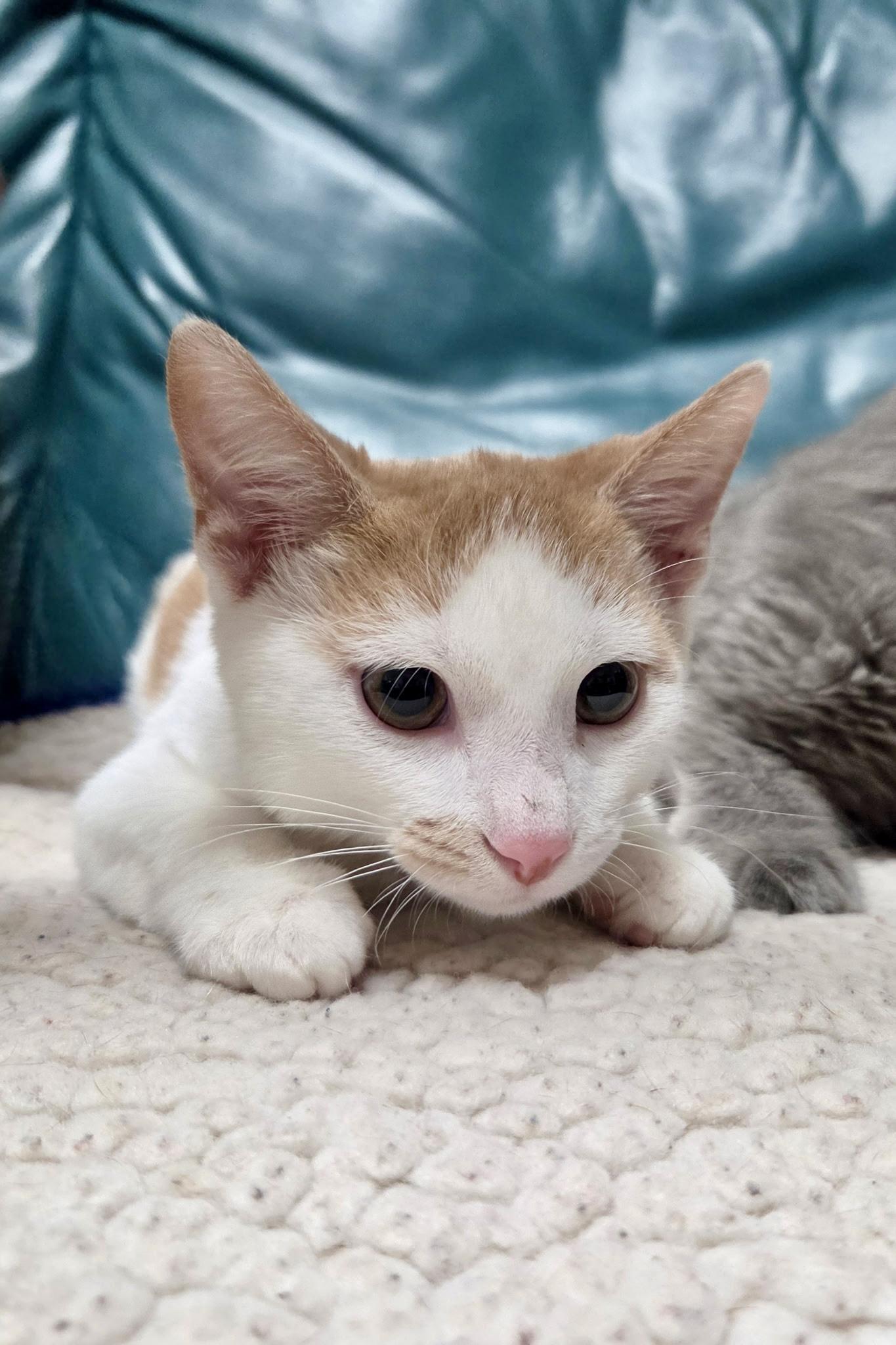 Enlarge Pistachio - ADOPTION PENDING, a Adopted Domestic Short Hair in Cincinnati, OH image 3/5