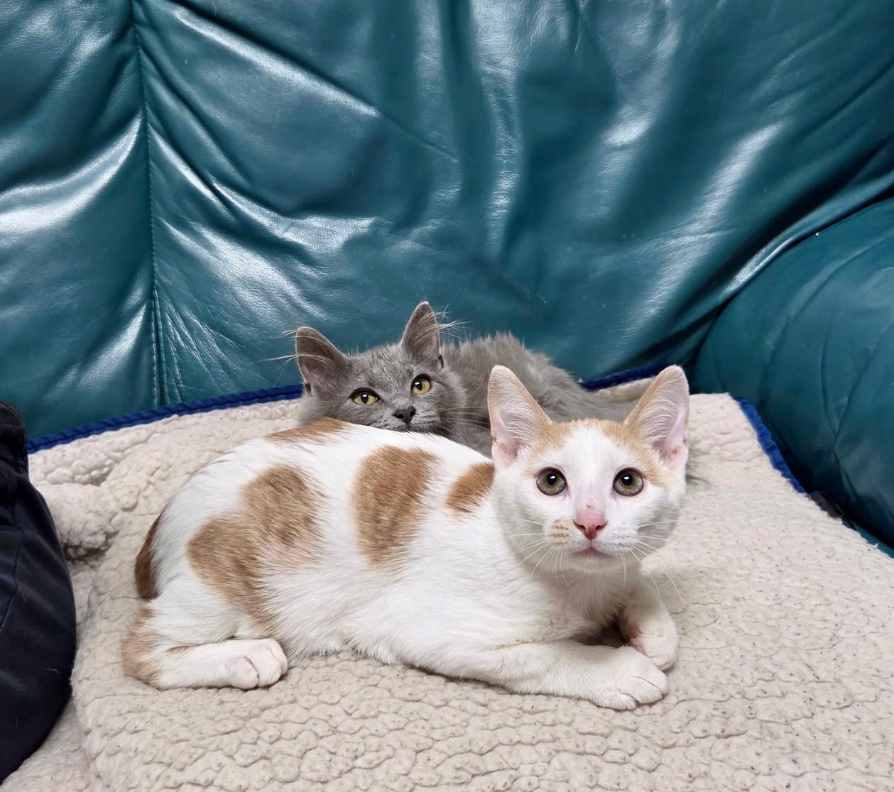 Enlarge Pistachio - ADOPTION PENDING, a Adopted Domestic Short Hair in Cincinnati, OH image 5/5