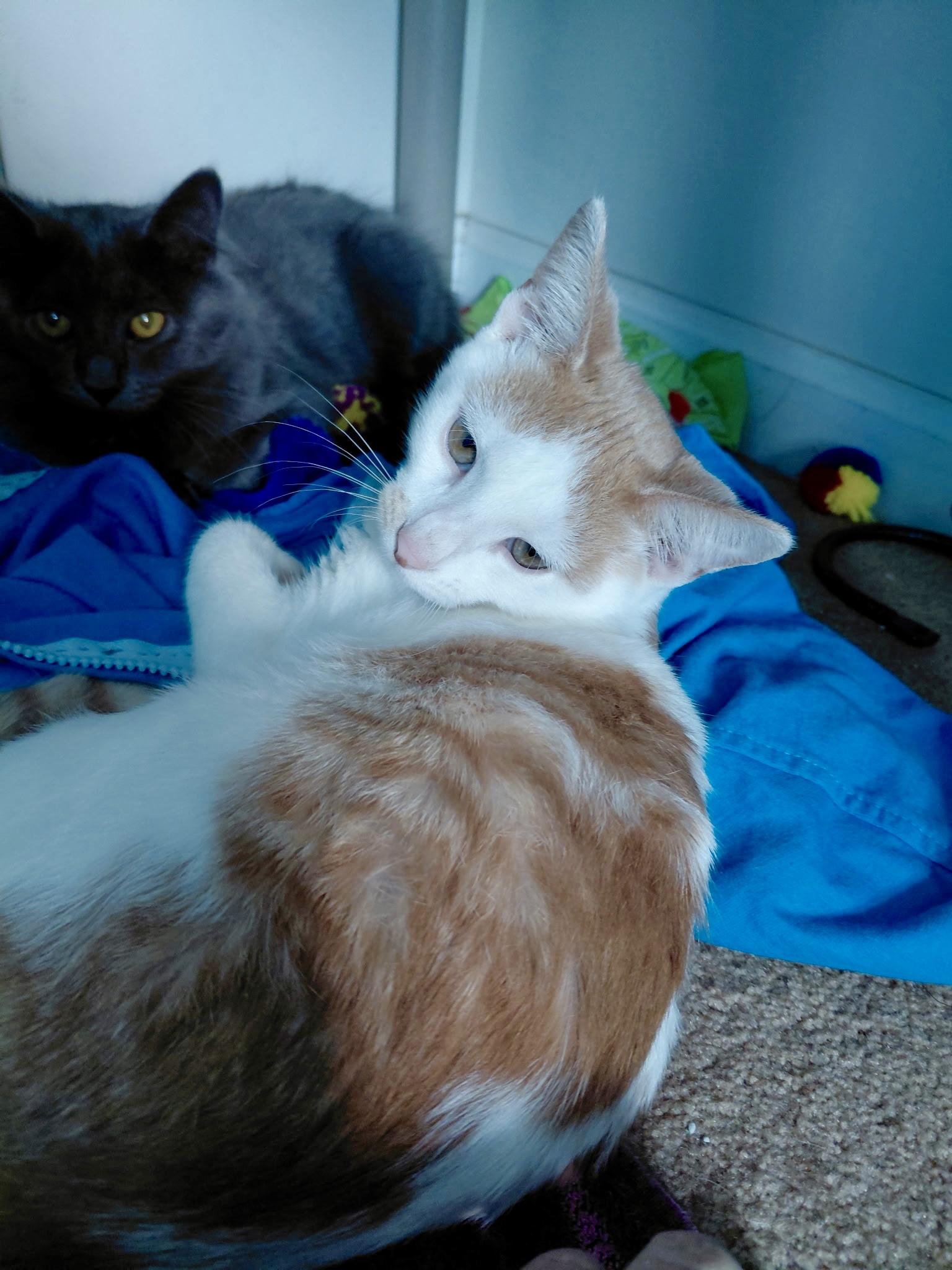 Enlarge Pistachio - ADOPTION PENDING, a Adopted Domestic Short Hair in Cincinnati, OH image 1/5