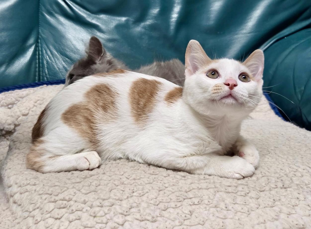 Enlarge Pistachio - ADOPTION PENDING, a Adopted Domestic Short Hair in Cincinnati, OH image 2/5
