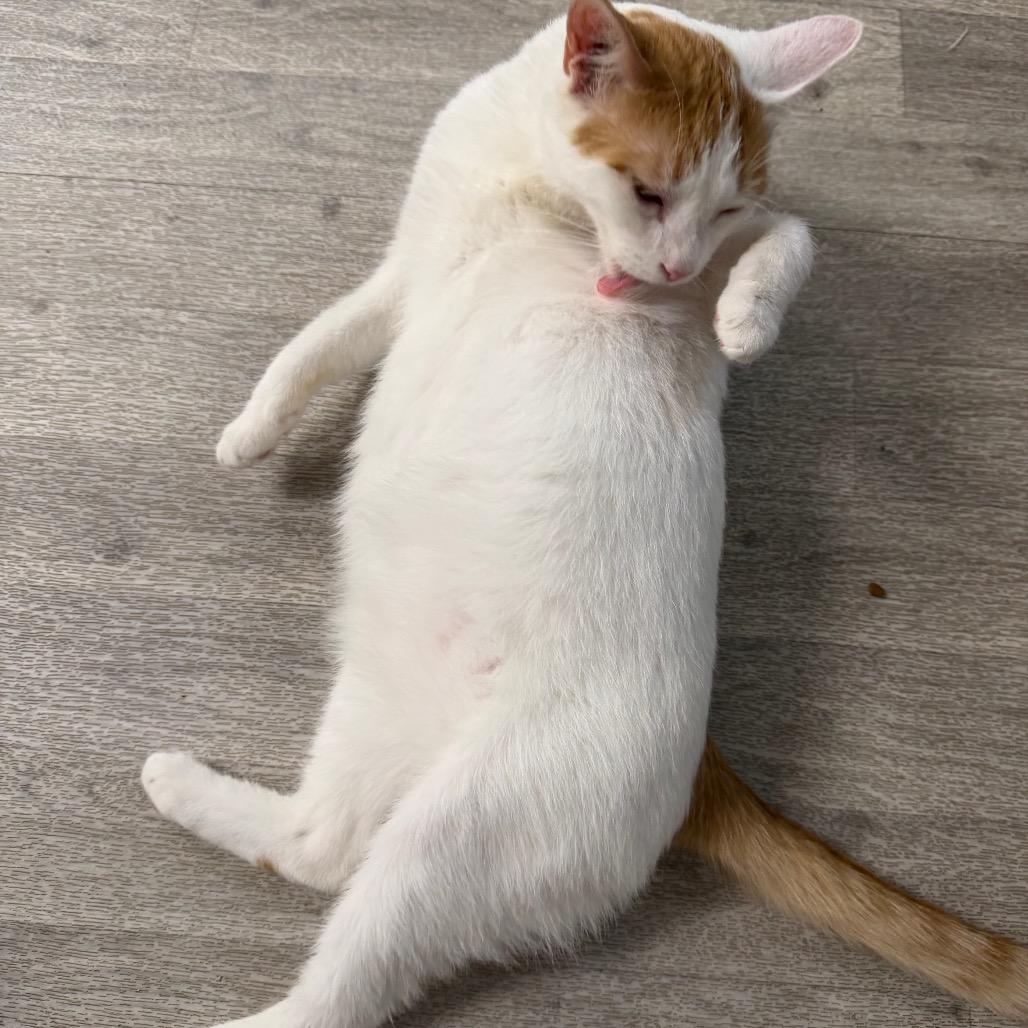 Enlarge Fred, a Adoptable Domestic Short Hair in Uniontown, PA image 1/4