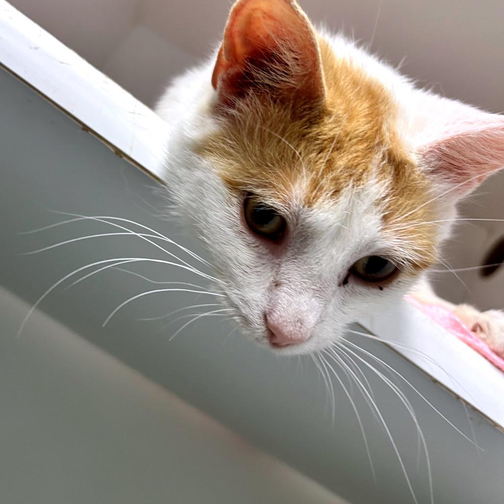 Fred, Adoptable, Adult Male Domestic Short Hair.