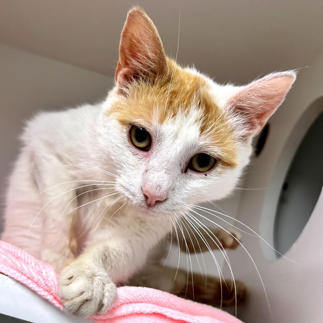 Enlarge Fred, a Adoptable Domestic Short Hair in Uniontown, PA image 2/3