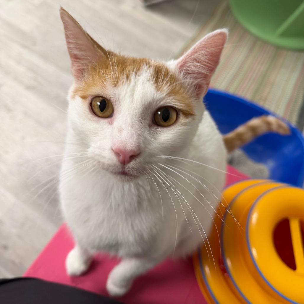 Enlarge Fred, a Adoptable Domestic Short Hair in Uniontown, PA image 3/4