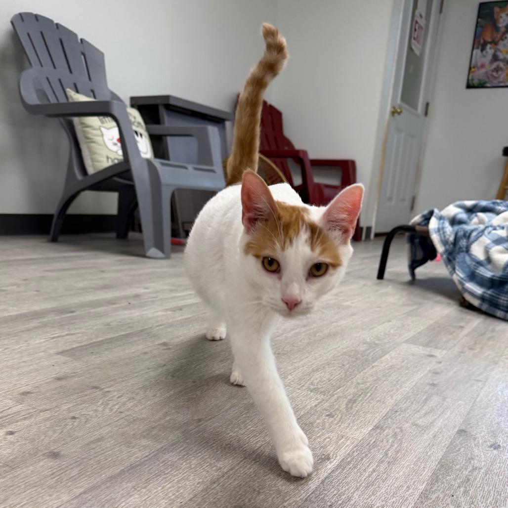 Enlarge Fred, a Adoptable Domestic Short Hair in Uniontown, PA image 4/4