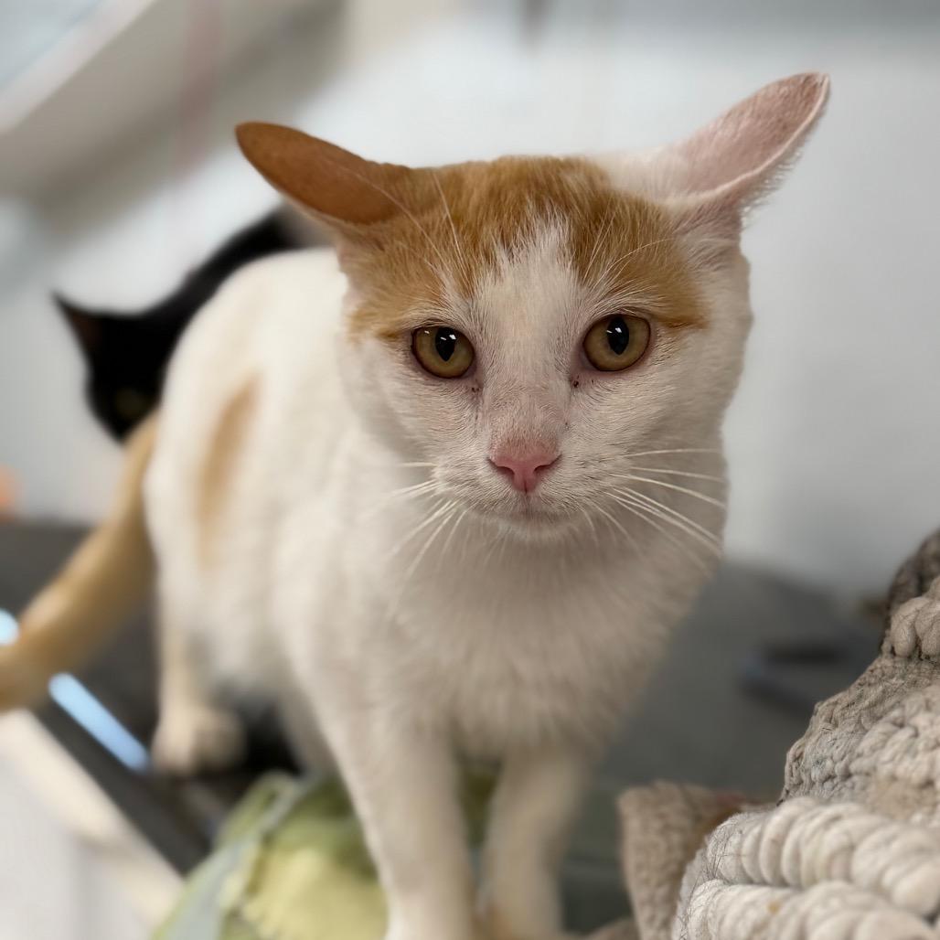 Enlarge Fred, a Adoptable Domestic Short Hair in Uniontown, PA image 3/3