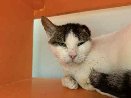 Speedway thumbnail 4