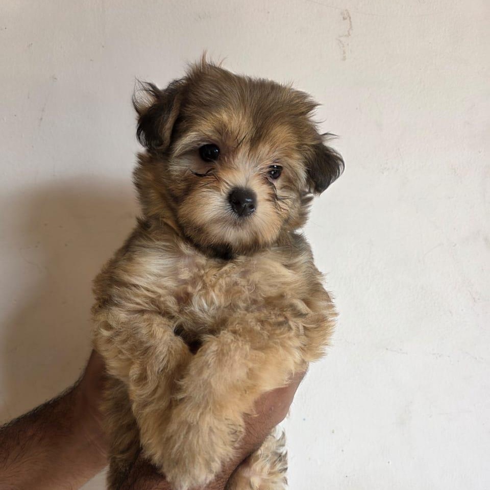 Enlarge Gretel, an adopted mixed breed in Tijuana, BCN image 1/2