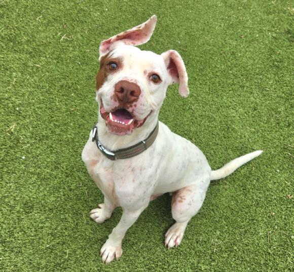 CAVIAR, Adoptable, Adult Male Pit Bull Terrier & Mixed Breed.