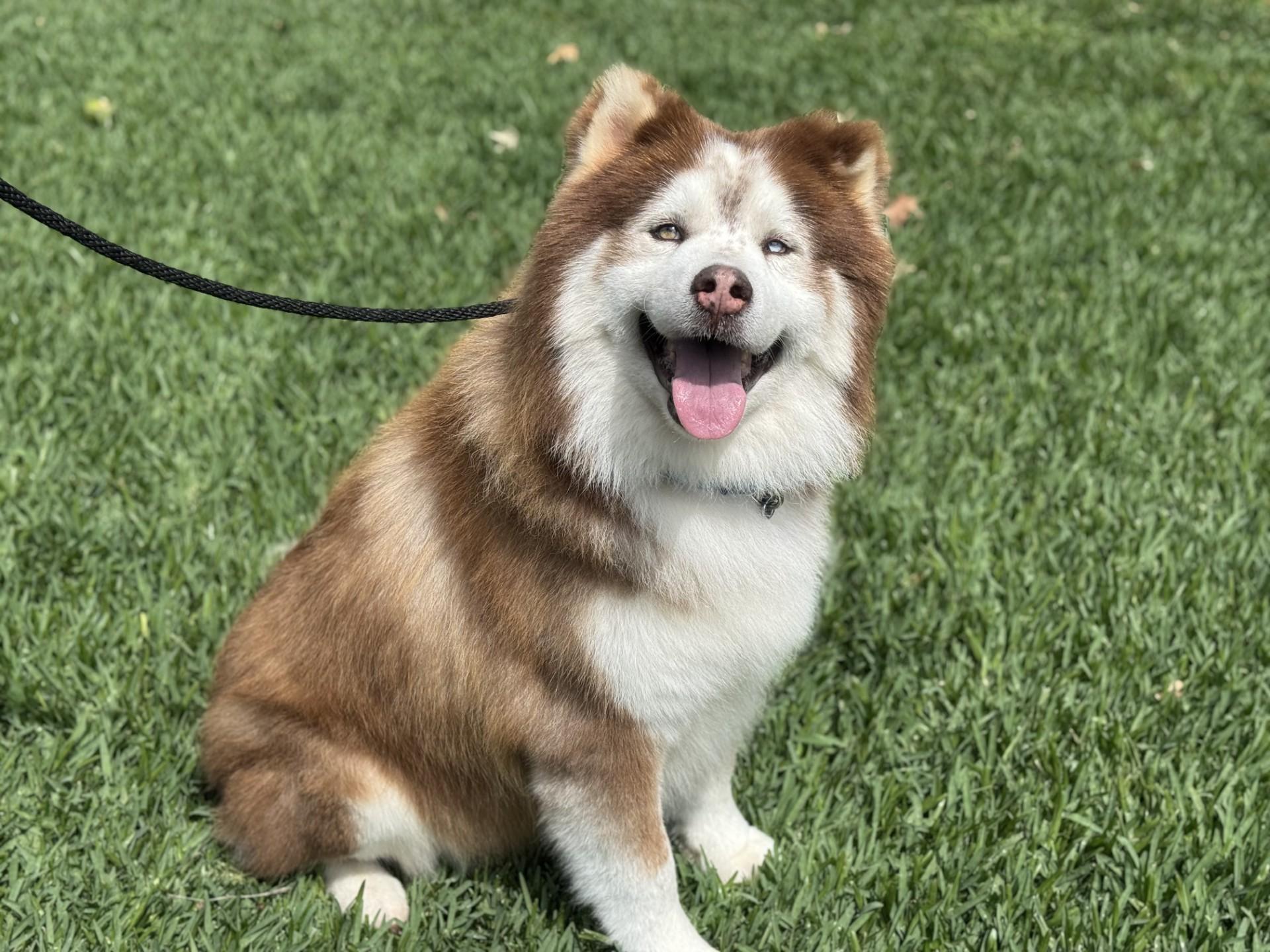 Enlarge Chevy, a ADOPTABLE Alaskan Malamute in Mission Viejo, CA image 1/1