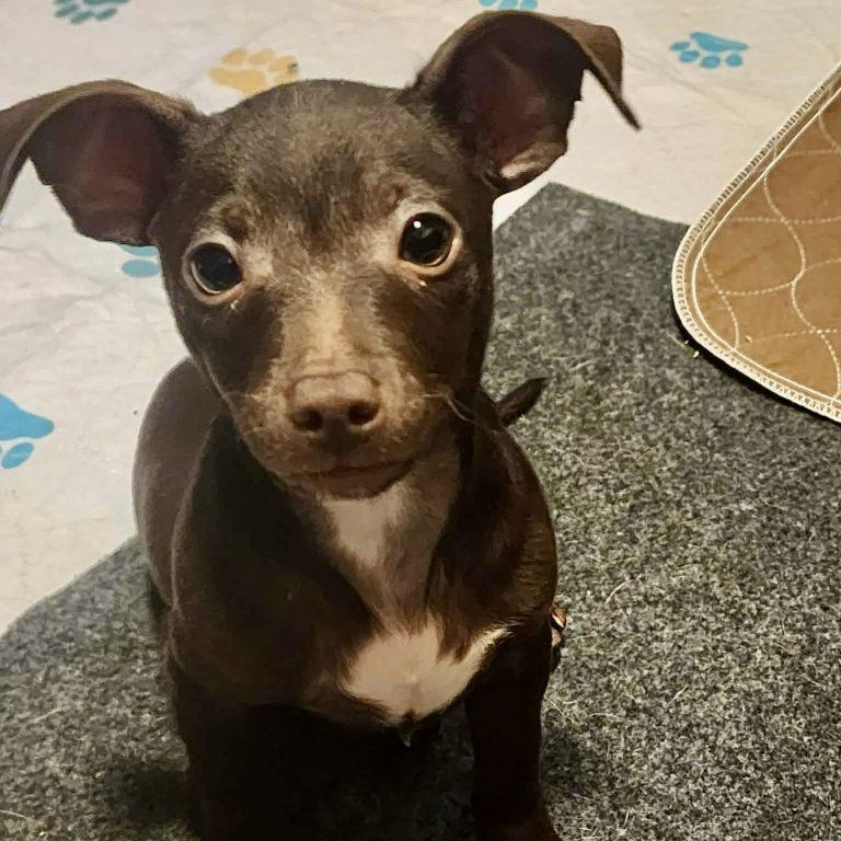 Ollie, a Adoptable Chihuahua in Garner, NC image 1/2