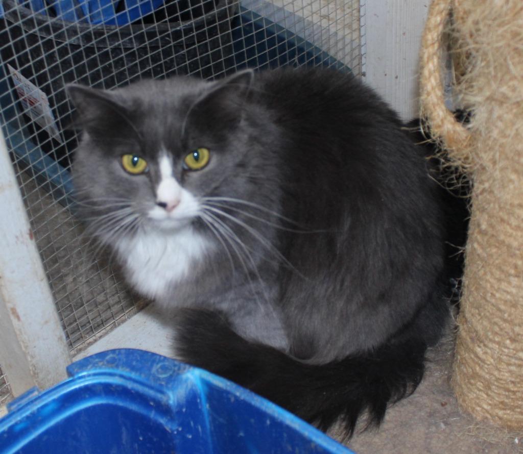 Nova, Adoptable, Adult Female Domestic Medium Hair.