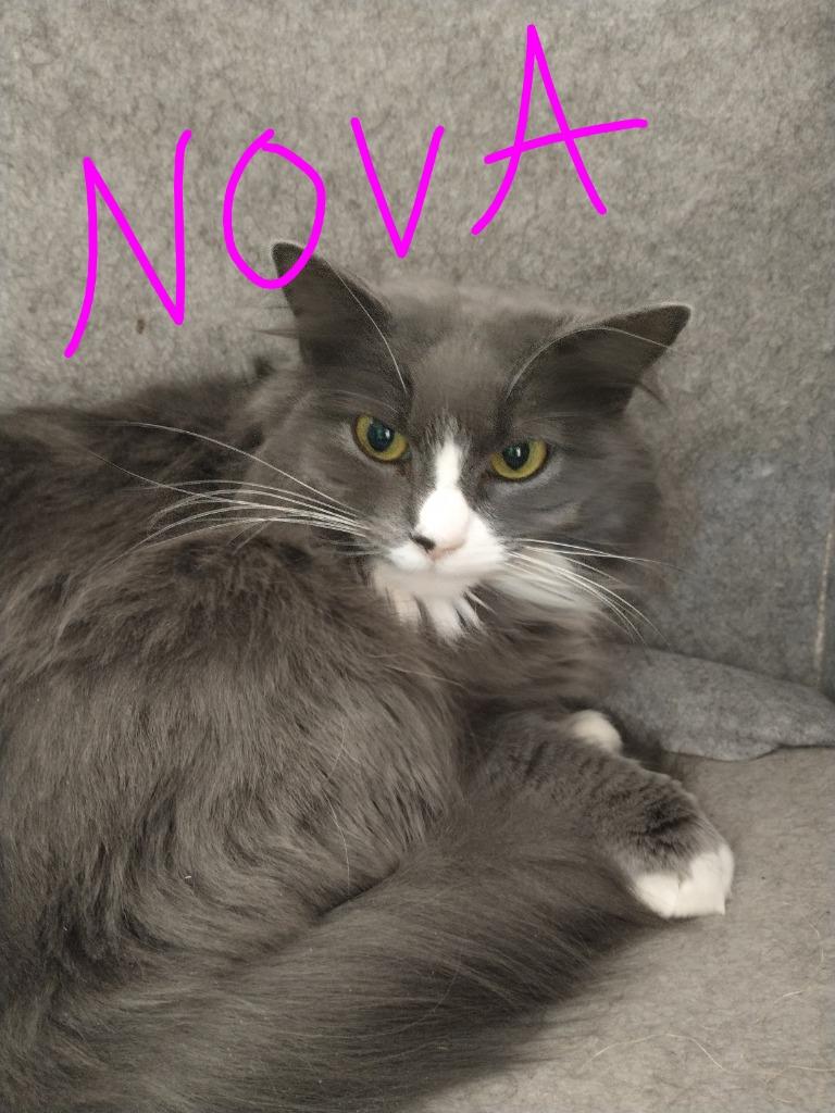 Enlarge Nova, a Adoptable mixed breed in Saint James, MN image 2/4