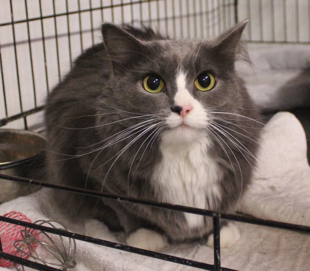 Enlarge Nova, a Adoptable mixed breed in Saint James, MN image 3/4