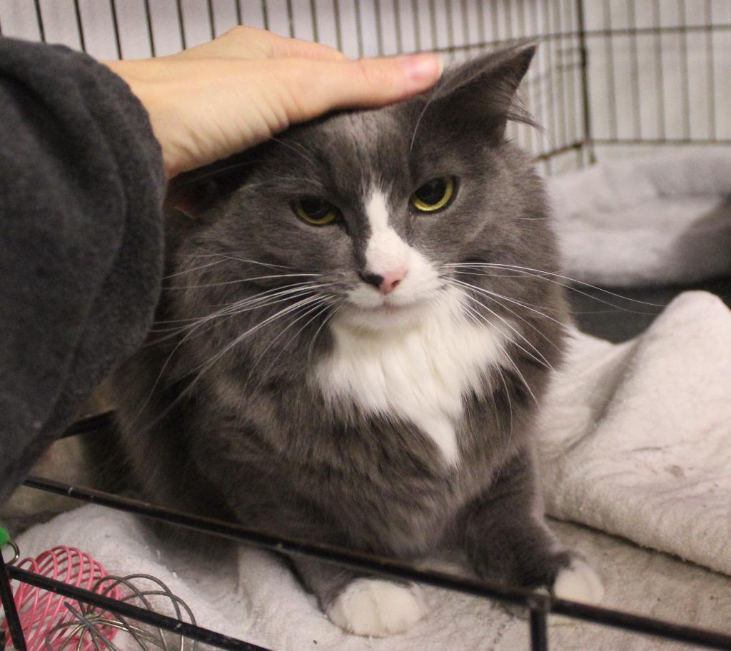 Enlarge Nova, a Adoptable mixed breed in Saint James, MN image 4/4