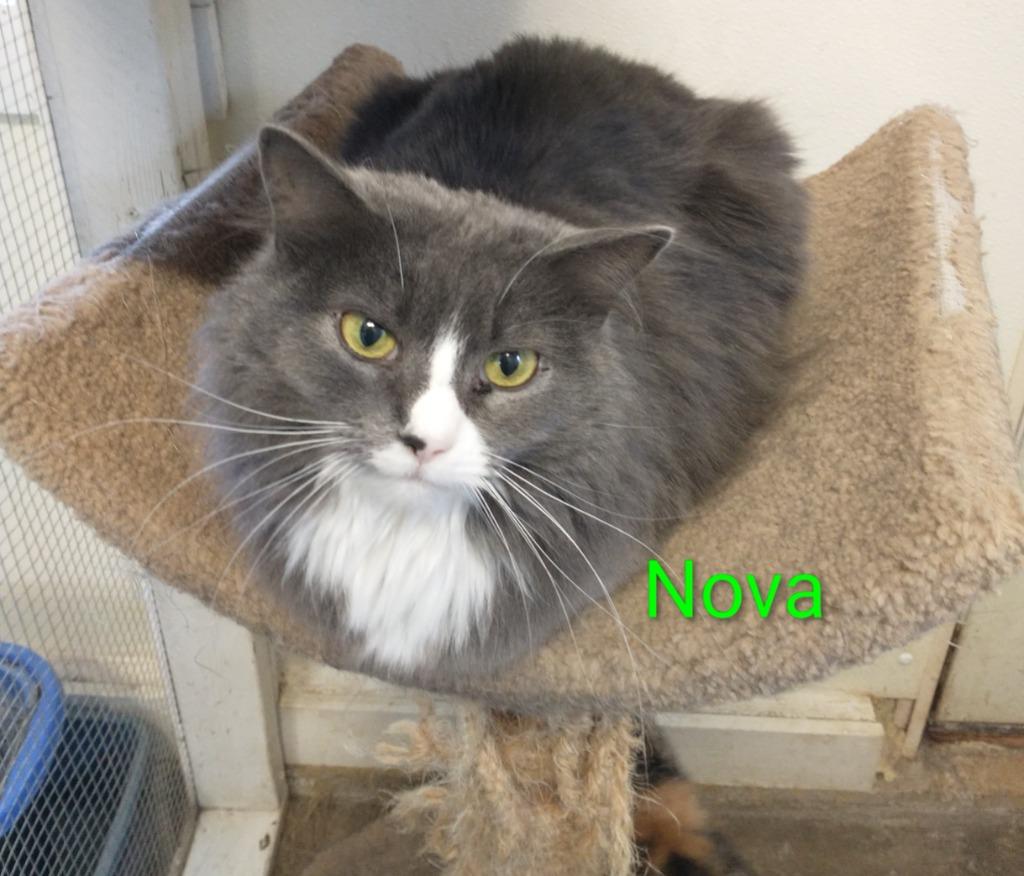 Enlarge Nova, a Adoptable mixed breed in Saint James, MN image 4/4