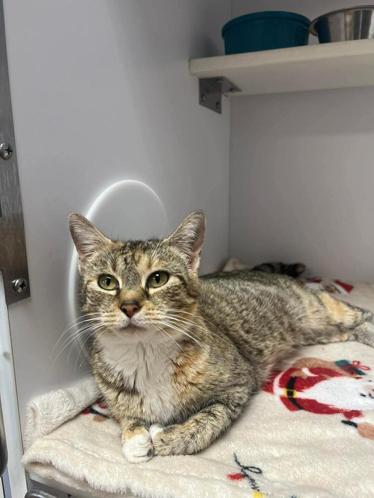 Pasta — thumbnail 2